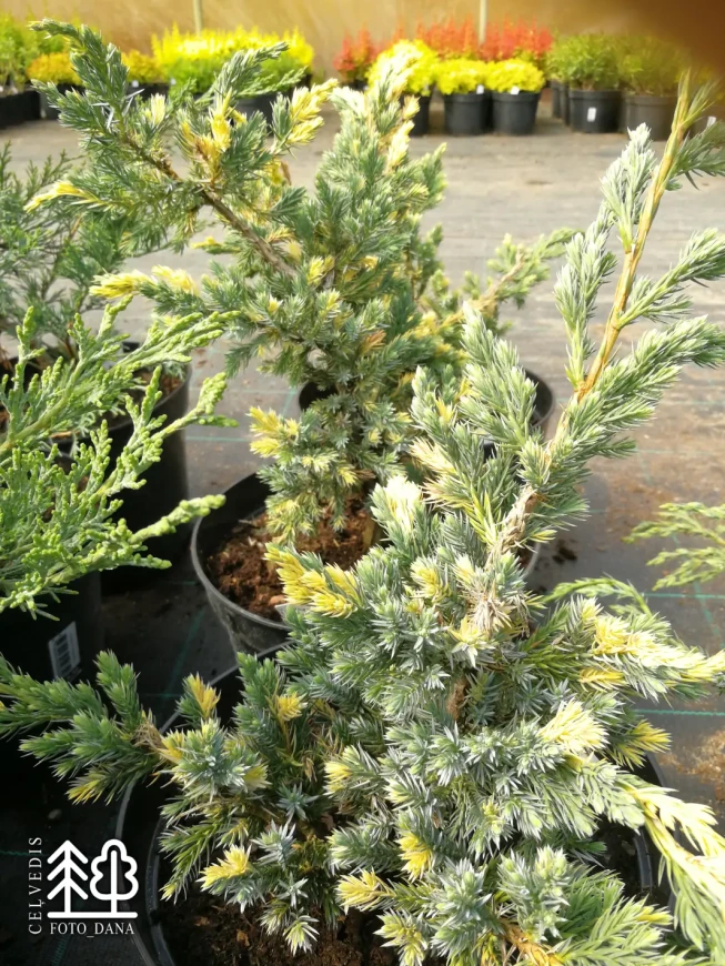 Juniperus squamata   'Golden Flame'